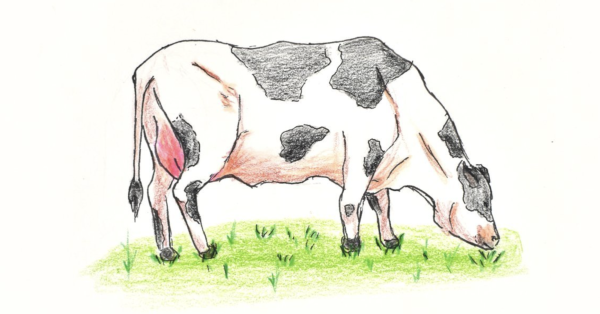 Cows farts suffocating the world